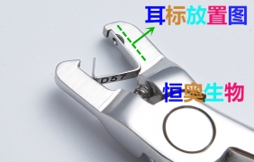 小鼠耳标怎么打